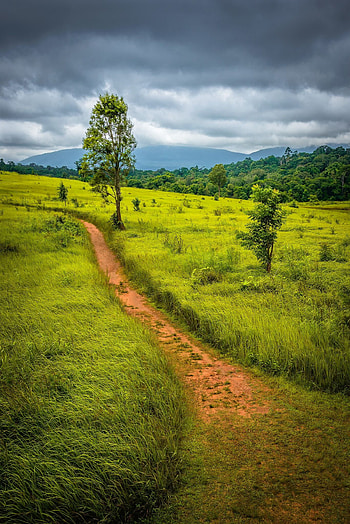 Grassland field, Rainy atmosphere, Vertical landscape, Nature graphy HD phone wallpaper