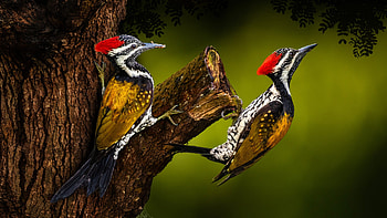 Woodpecker, Animal, Birds HD wallpaper