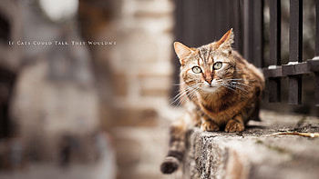 Animals, Cat, To Lie Down, Lie, Fence, Street HD wallpaper