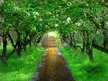 Emerald walk, trees, flowers, green, path HD wallpaper