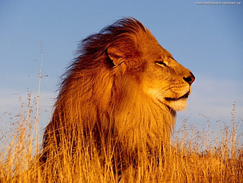 Animals, Lions HD wallpaper