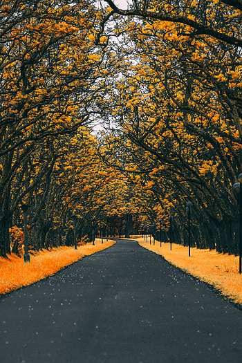 Nature, Trees, Autumn, Lights, Road, Lanterns, Foliage HD phone wallpaper