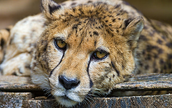 Animals, Cheetah, Sadness, Sight, Opinion, Sorrow HD wallpaper