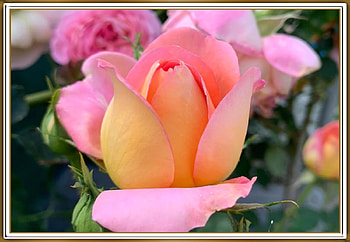 FRAMED FLOWERS, NATURE, FLOWERS, , FRAMED HD wallpaper