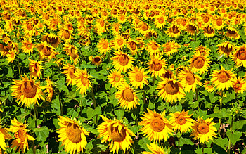 A lot of sunflowers, nature, sunflower, yellow, flower HD wallpaper