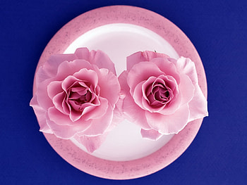 Pink roses, rose, pink, flowers, plate HD wallpaper