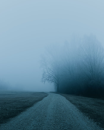 Nature, Trees, Road, Fog HD phone wallpaper