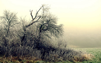 Nature, Trees, Grass, Bush, Fog, Frost, Hoarfrost, October HD wallpaper