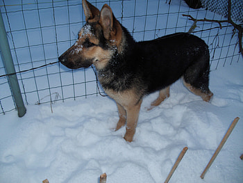 Glorious dog, winter, dog, black, animals, snow, glorious HD wallpaper
