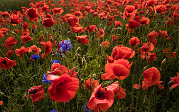 Poppies, nature, red, flower HD wallpaper
