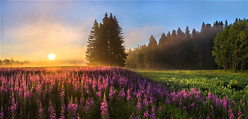 Misty sunset, Flower field, Serene atmosphere, Natural beauty HD wallpaper