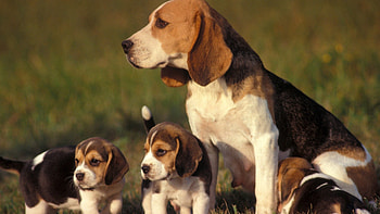 Animals, Grass, Sit, Dog, Puppies HD wallpaper