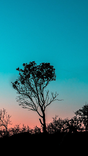 Tree outlines, mystique, Bushes and foliage, Dramatic allure HD phone wallpaper