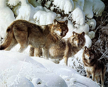 Trio in the Snow, winter, wolves, animals, snow HD wallpaper