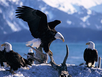 Eagle, Animals, Birds, Predators, Flight, Wave, Sweep HD wallpaper