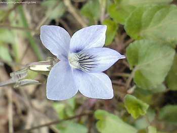 Blue of Dreamly, beautifuls of natur, little flower, beautiful flower HD wallpaper