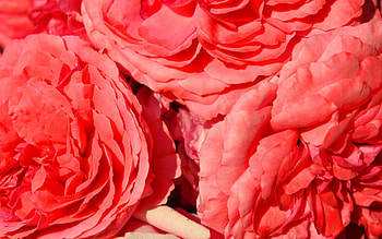 Flowers, Roses, Macro, Shine, Light, Bright, Petals HD wallpaper