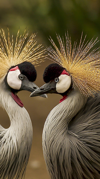 Crowned crane bird , animals, Wildlife graphy, Exquisite avian HD phone wallpaper