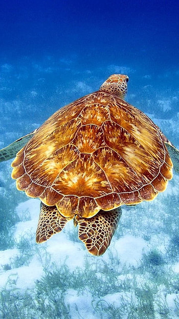 Turtle, Sea HD phone wallpaper