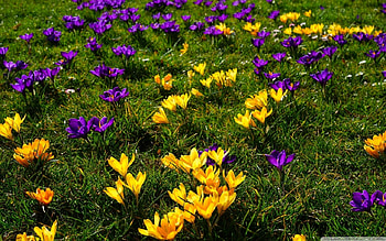 Crocus field, nature, crocus, spring, field HD wallpaper