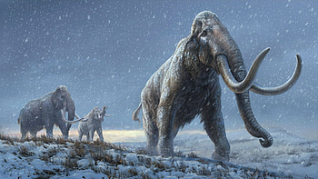 Million year old DNA, Siberian mammoth remains, DNA extraction, Siberian mammoth HD wallpaper