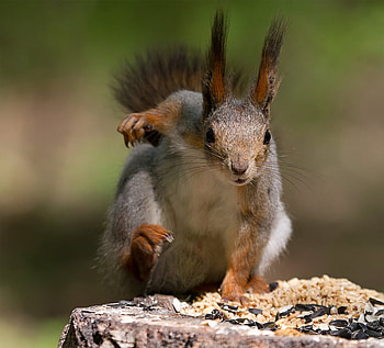 gymnast, nature, forest, squirrel, tree HD wallpaper