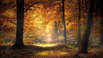 Forest Path, autumn, leaf, forest, path HD wallpaper