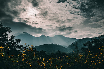 Nature, Flowers, Mountains, Clouds, Fog HD wallpaper