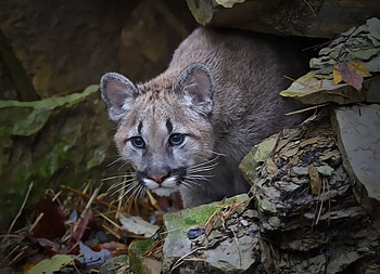 COUGAR CUB, cat, wild, cub, cougar HD wallpaper