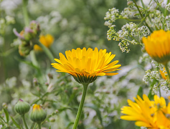 Yellow flowers, meadow, spring, outdoor HD wallpaper
