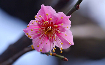 Pink, Flower, Macro, Branch HD wallpaper