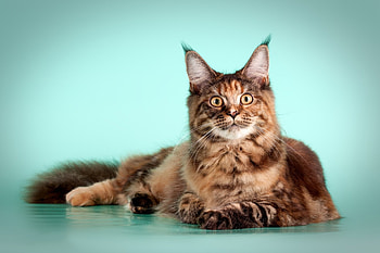 Maine-Coon, Maine, Coon, kitten, Animal HD wallpaper