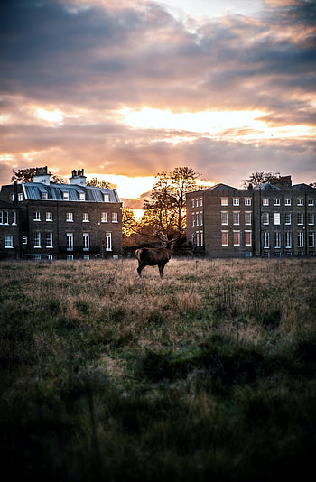 Sunset, Grass, Building, Miscellanea, Miscellaneous, Deer, Horns HD phone wallpaper