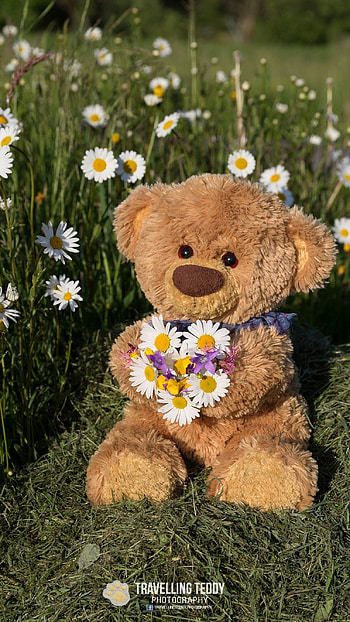 Teddy Bear Ke, Garden Background HD phone wallpaper