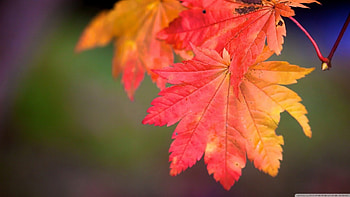 Rainbow of autumn, graphy, fall, , colours, leaves, abstract, autumn, nature, leaf, , macro HD wallpaper