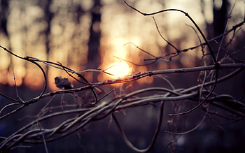 Landscape, Trees, Sunset HD wallpaper