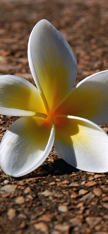 Fallen flower , Graceful nature's touch, Serenity in petals, Beauty in decay HD phone wallpaper