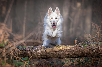 Animals, Dog, Bounce, Jump, Log HD wallpaper