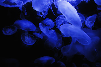 Jellyfish, Dark, Glow, Underwater World HD wallpaper