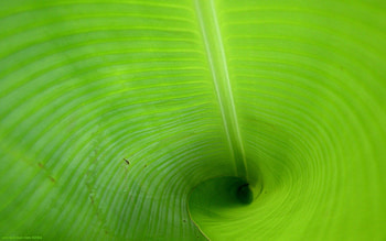 Background, Leaves HD wallpaper