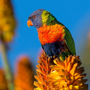 A colorful rainbow lorikeet perched on orange flowers against a clear blue sky. HD phone wallpaper