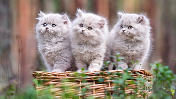 Three Light Grey Baby Animal Persian Cat Kittens Are Standing On Bamboo Basket In Blur Background Kitten HD wallpaper