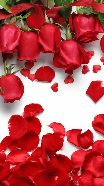 Petals, Roses HD phone wallpaper