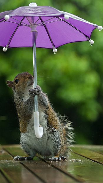 Umbrella squirrel , Rainy day animal HD phone wallpaper