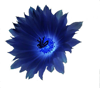 Blue Cactus Bloom, blues, flower, other, nature, flowers, cactus HD wallpaper
