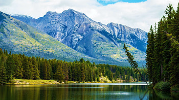 A tree just hanging out at Johnson Lake, Banff National Park, Canada, landscape, trees, sky, Alberta, mountains HD wallpaper