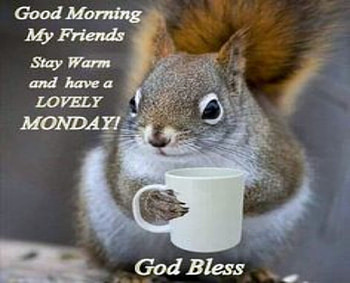 Monday, Animals, Coffee, Funny, Squirrels, Cup, Eyes HD wallpaper