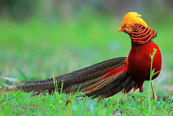 Golden Pheasant, animal, golden, tails, bird, pheasant HD wallpaper