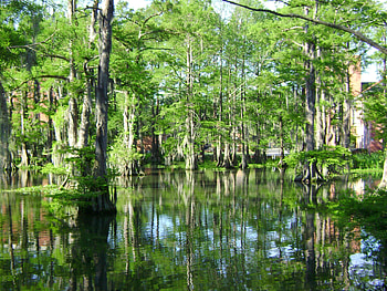 Louisiana travels, Earth HQ, Swamp HD wallpaper