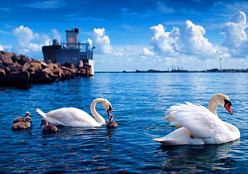 SWAN FAMILLY, blue, white, clouds, sky, swan, elegance, beauty, rock HD wallpaper